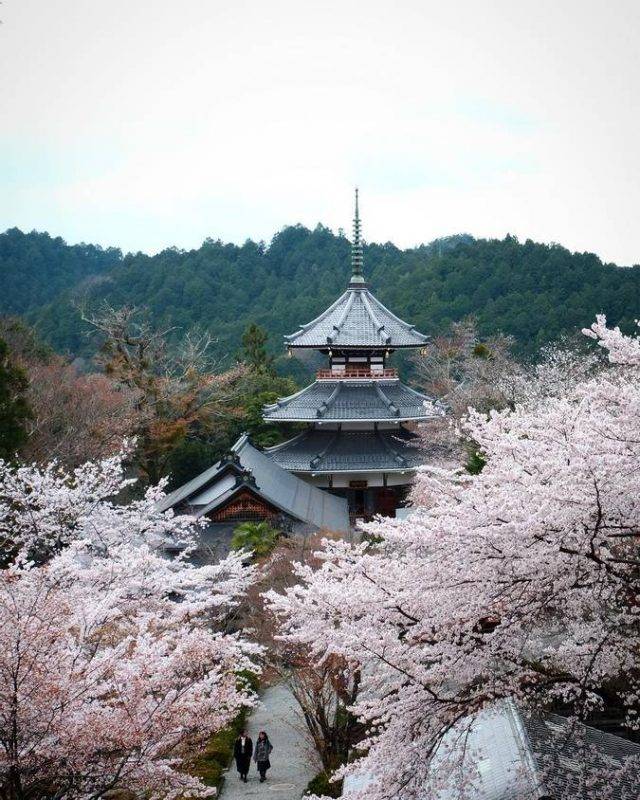 Các địa điểm ngắm hoa anh đào tại Nhật bản
